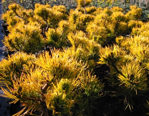 Sosna górska (Pinus mugo) Wintergold