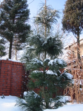 Sosna koreańska (Pinus koraiensis) 
