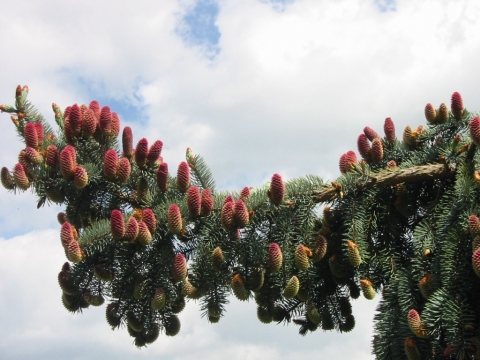 Świerk kłujący (Picea pungens) Glauca Pendula