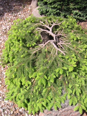 Świerk pospolity (Picea abies) Formanek