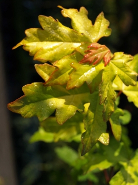Klon polny (Acer campestre) Postelense