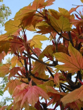 Klon jawor (Acer pseudoplatanus) 