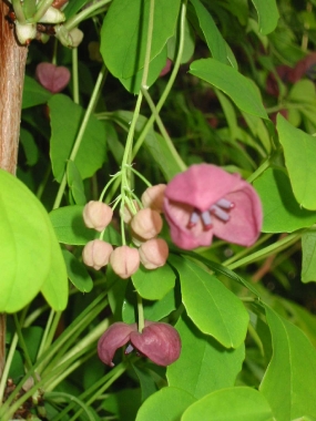 Akebia pięciolistna (Akebia quinata)