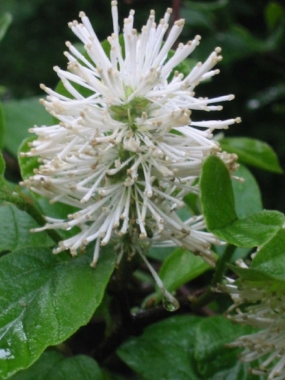 Fotergilla większa (Fothergilla major) - kwiat