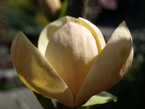 Magnolia x 