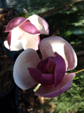 Magnolia wczesna (Magnolia soulangeana) 