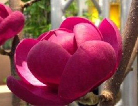 Magnolia x 