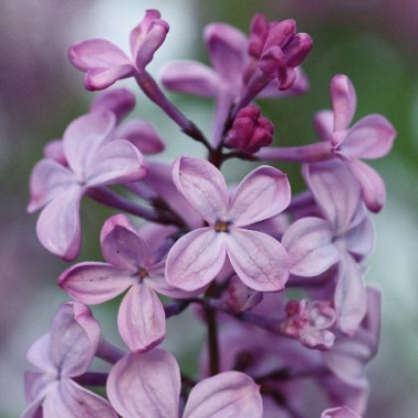 Lilak hiacyntowy (Syringa hyacinthiflora) 
