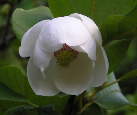 Magnolia Siebolda (Magnolia sieboldii) 