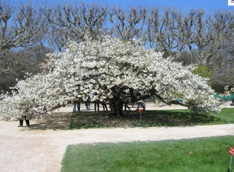 Wiśnia (Prunus) 