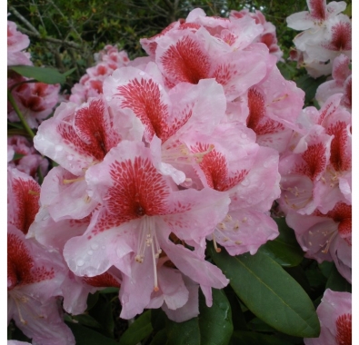 Różanecznik (Rhododendron) 