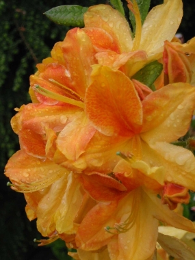Azalia (Rhododendron hybridum) 