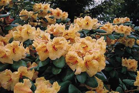 Różanecznik (Rhododendron) Viscy