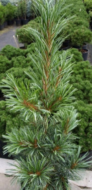 Sosna koreańska (Pinus koreana) Silveray