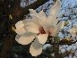 Magnolia japońska (Magnolia kobus)