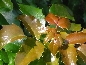 Mahonia pospolita (Mahonia aquifolium) Smaragd