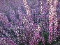 Wrzos pospolity (Calluna vulgaris) Aphrodite - pączkowy