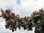 Świerk kłujący (Picea pungens) Glauca Pendula