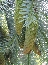 Świerk serbski (Picea omorica) Pendula