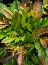 Nachyłek wielkokwiatowy (Coreopsis grandiflora)
