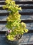 Klon Shirasawy (Acer shirasawanum) 