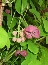Akebia pięciolistna (Akebia quinata)