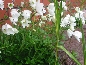 Zawilec wielkokwiatowy (Anemone silvestris)