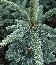 Jodła górska (Abies lasiocarpa) Argentea