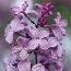 Lilak hiacyntowy (Syringa hyacinthiflora) 