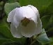 Magnolia Siebolda (Magnolia sieboldii) 