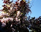 Glicynia kwiecista (Wisteria floribunda) 