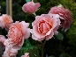 Róża patiowa (Rosa)  