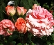 Róża patiowa (Rosa)  