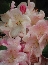 Różanecznik (Rhododendron) 