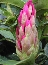 Różanecznik (Rhododendron) "Lachsgold