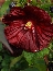 Ketmia bagienna (Hibiscus moscheutos) 